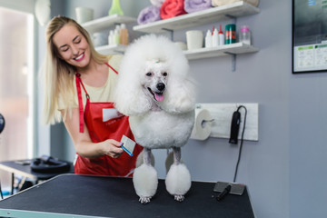 Miniature poodle at grooming salon.