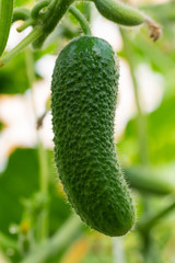 Organic cucumber growing in greenhouse on agricultural farm before harvest in sunny weather. Summer natural freshness eco vegetables.