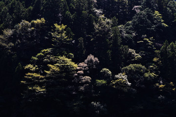日本の山の風景