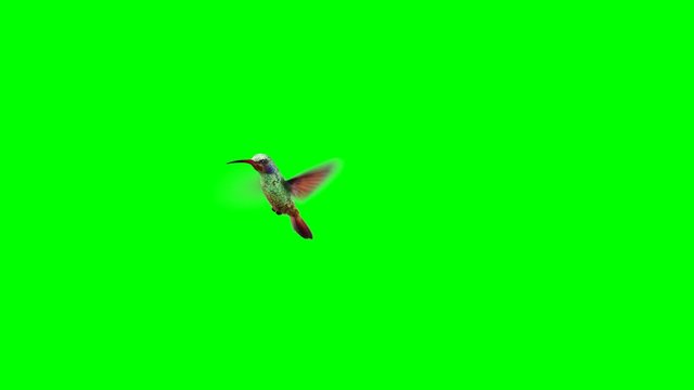 Humming bird on Green Screen backgrounds