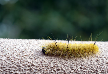 A large, yellow, toxic caterpillar of the American Dagger Moth crawls on a stucco wall