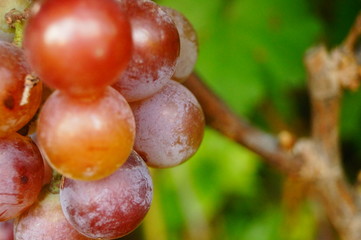 Fresh grapes from the vineyard