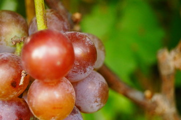 Fresh grapes from the vineyard