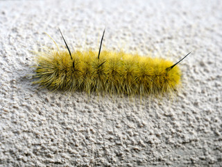 A large, yellow, toxic caterpillar of the American Dagger Moth crawls on a stucco wall