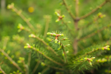 Close up tree spring new shoots. Green macro background with renewal tree in selective focus.