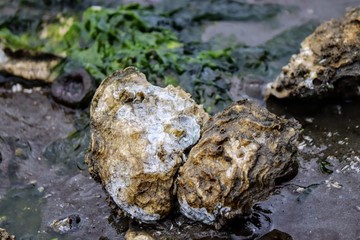 Oyster bed exposed during low tide at Hood Canal Washington