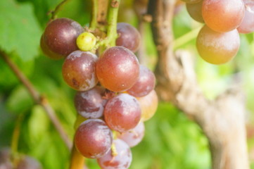 Fresh grapes from the vineyard