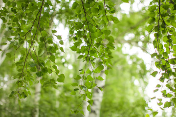 natural green background with view of birch grove on bright summer day in selective focus.