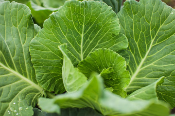 close up green leaves of homegrown white cabbage in garden at daytime in selective focus
