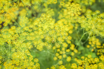 Green and yellow natural background with fresh dill flowers in the garden at summer day in selective focus.