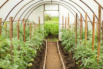 polycarbonate home greenhouse with ecological green tomatoes in selective focus. concept of eco self-growing vegetables.