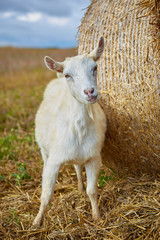 Obraz premium Young white goat grazing at the meadow on summer day