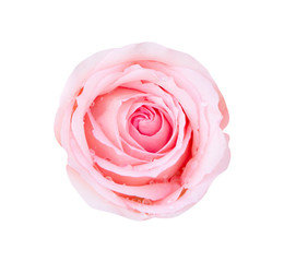 Pink rose flower isolated on white background, soft focus and clipping path