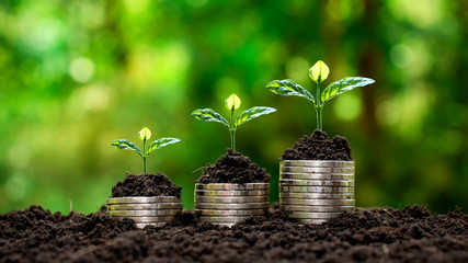 Small trees that are stacked on top of coins in a way that adds the concept of saving money and starting a business.