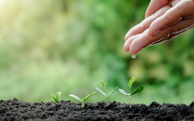 Watering small plants by hand, the concept of caring for the environment and the World Environment Day.