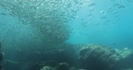 Flatiron Herring baitball from the islands of the sea of Cortez, Mexico.