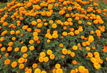 Big Bush Of Marigolds