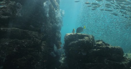 Yellow snapper (Lutjanus argentiventris), hunting sardines, reefs of Sea of Cortez, Pacific ocean. Espiritu santi island, Baja California Sur, Mexico. 
