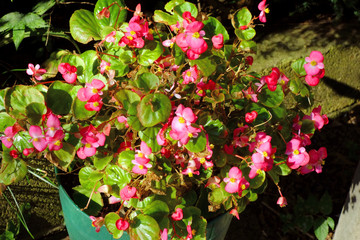 ピンク色の艶やかなツボミの花