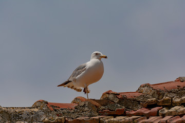 Seagull resting on the stone roof of an old house