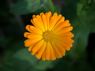 Intensity of a Calendula officinalis flower