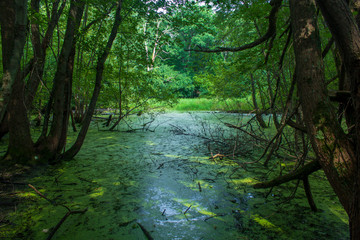 Swamp