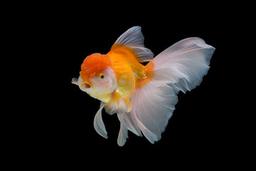 goldfish isolated on black background.