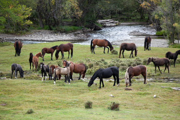 Naklejka na ściany i meble Herd of horses grazing in the meadow. River bank.