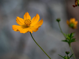Views of a yellow Cosmos sulphureus