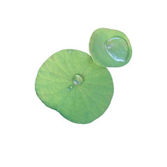 Naklejka na ściany i meble green leaf with drops of water isolated on white