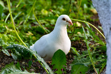 White pigeon resting in the green grass