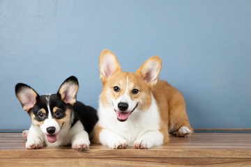 Two of adorable happy Pembroke Welsh Corgi puppy dogs sitting and looking at camera with copy space