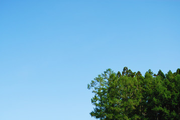 木　空　素材