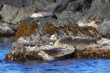Spotted seals Phoca largha in natural habitat. Group of seals on the rocky coast. Wild animals on the rock island in sea. 