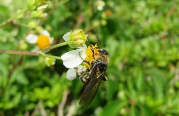 Tropical wasp on white spanish needle flower in Florida wild, closeup 
