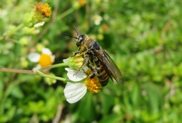 Tropical horned bee on white spanish needle flower in Florida nature, closeup 
