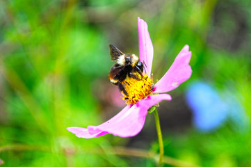 Bumblebee on a purple flower