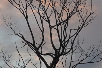 silhouette of a tree