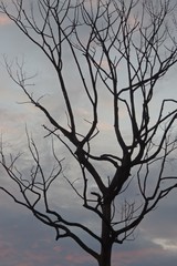 silhouette of a tree