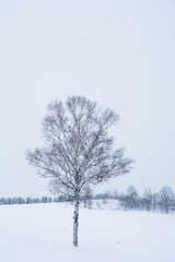 冬の丘とシラカバの木
