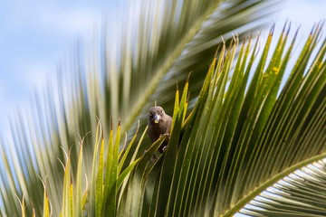 Bird peeking out from a palm leaf