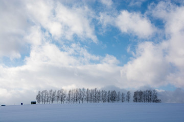 冬のシラカバ並木　美瑛町