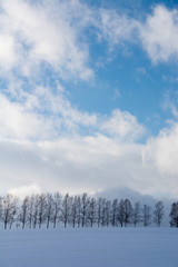 冬のシラカバ並木　美瑛町