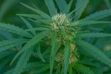Visible cannabis trichomes landscape