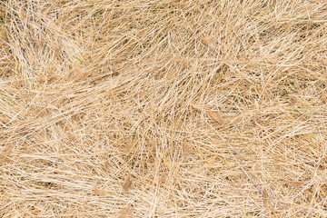 straw, dry straw, hay straw background texture