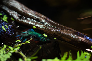 Betta fish - Blue Halfmoon Betta swimming aquarium
