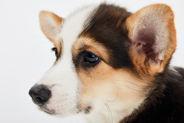 close up view of cute welsh corgi puppy isolated on white