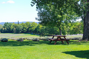 Beautiful purple lavender on field, Bleu Lavande, Stanstead, Quebec, Canada