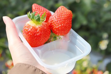 strawberries in a bowl