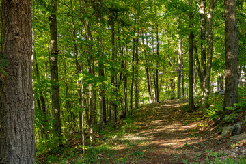 Back trail woods landscape